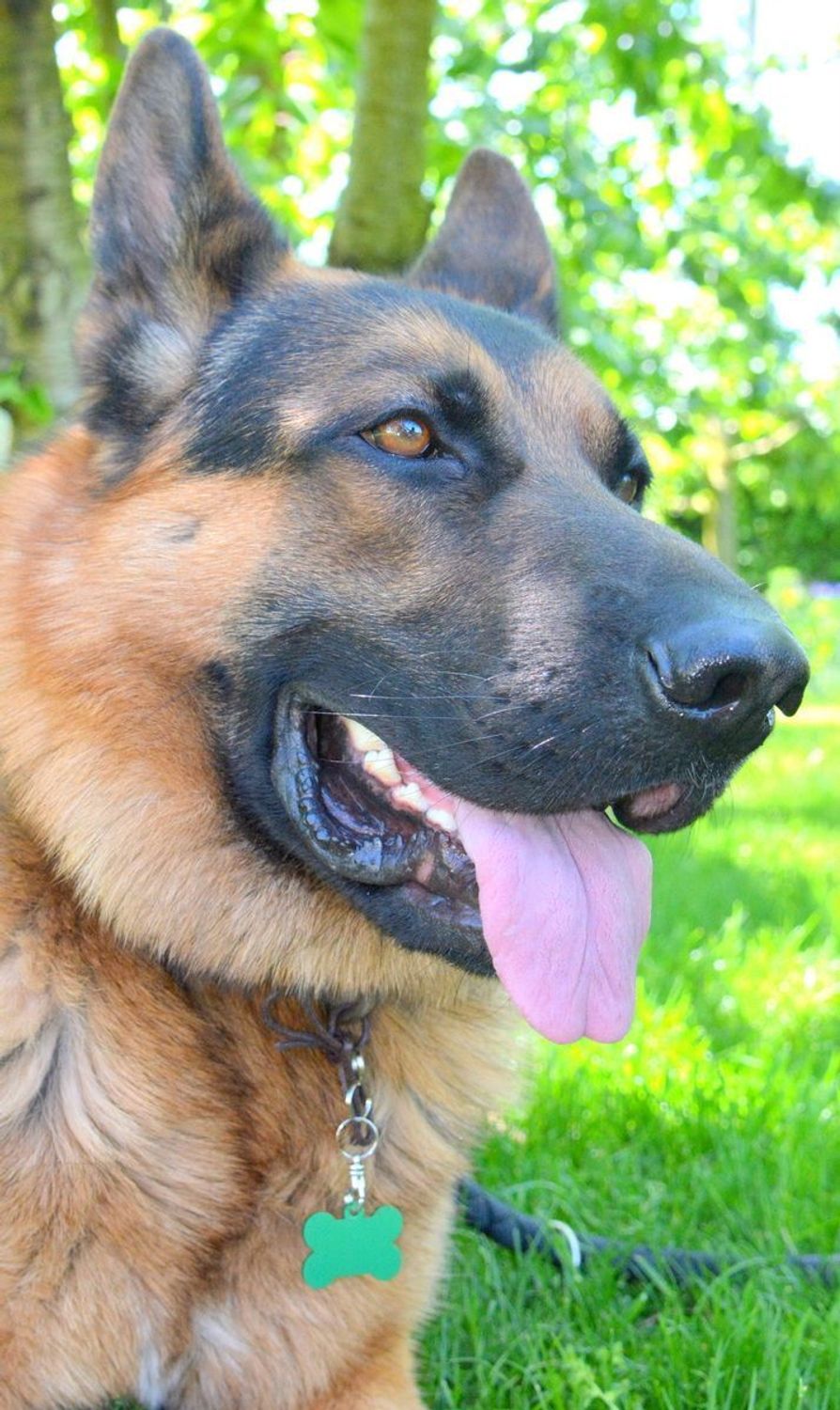 Blaszka dla pupila kość 3,7 cm z miejscem na grawer Kość green L. Blaszka w formie adresówki, identyfikatora dla psa. Blaszka z miejscem na grawer. Na adresówce możemy wygrawerować np. imię psa i nr telefonu do właściciela..jpg